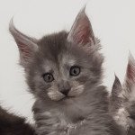 Pandemonium U1 Femelle Maine coon Pandemonium U1 Femelle Maine coon