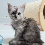 Pandemonium Ummer Mâle Maine coon Pandemonium Ummer Mâle Maine coon