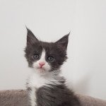 Pandemonium U3 Femelle Maine coon Pandemonium U3 Femelle Maine coon