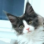 Pandemonium U'Fidji Femelle Maine coon Pandemonium U'Fidji Femelle Maine coon