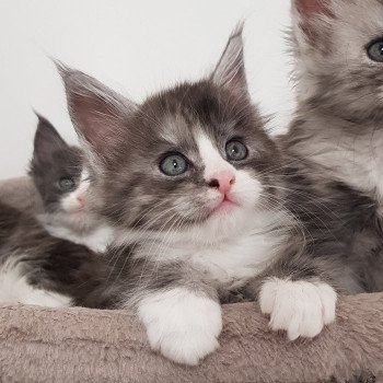 Pandemonium U4 Femelle Maine coon