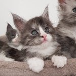 Pandemonium U4 Femelle Maine coon Pandemonium U4 Femelle Maine coon