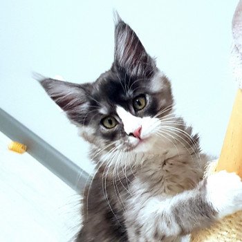 Pandemonium U'Maoi Femelle Maine coon