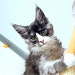 Pandemonium U'Maoi Femelle Maine coon Pandemonium U'Maoi Femelle Maine coon