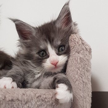 Pandemonium U5 Femelle Maine coon