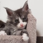 Pandemonium U5 Femelle Maine coon Pandemonium U5 Femelle Maine coon