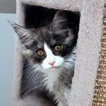 Pandemonium U'Bali Femelle Maine coon Pandemonium U'Bali Femelle Maine coon