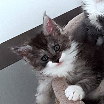 Pandemonium U6 Mâle Maine coon