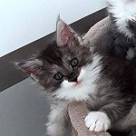 Pandemonium U6 Mâle Maine coon Pandemonium U6 Mâle Maine coon