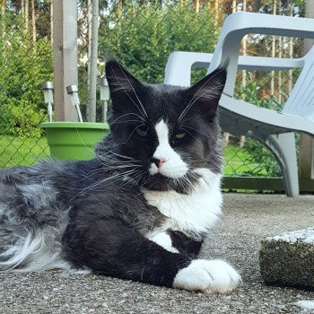 Raise me up Nice Spirit of Queen's Blue Mâle Maine coon