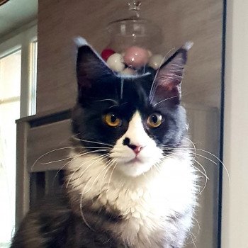 Pandemonium Sia Femelle Maine coon