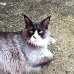 Pandemonium Sia Femelle Maine coon Pandemonium Sia Femelle Maine coon