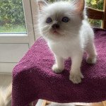 Ursule du Bois de Larry Mâle Ragdoll Ursule du Bois de Larry Mâle Ragdoll