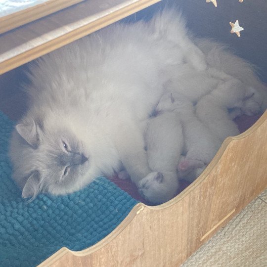 chaton Ragdoll Aragon Chatterie du Bois de Larry  