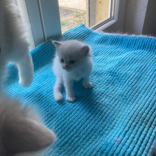 chaton Ragdoll Aragon Chatterie du Bois de Larry  