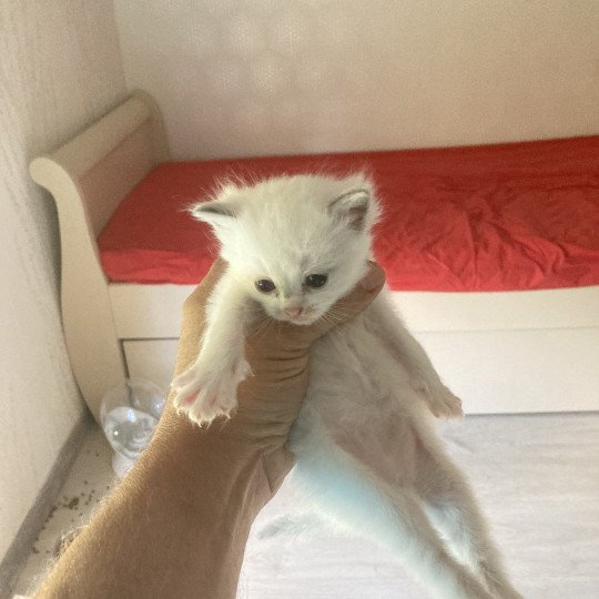 chaton Ragdoll Aragon Chatterie du Bois de Larry  
