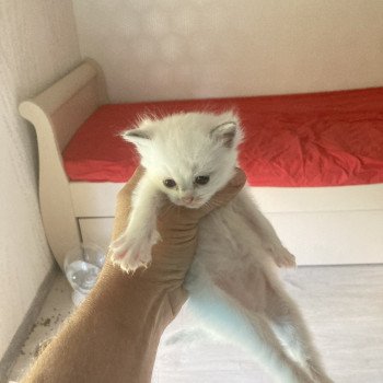 Aragon du Bois de Larry Mâle Ragdoll