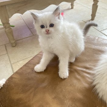 Aragon du Bois de Larry Mâle Ragdoll