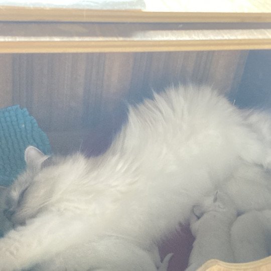 chaton Ragdoll ATCHOUM Chatterie du Bois de Larry  