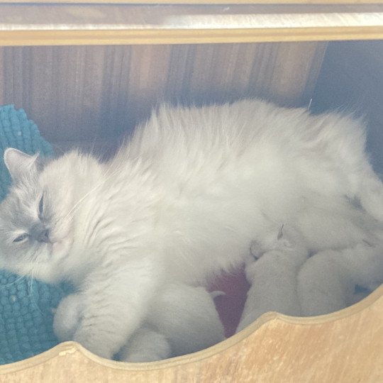 chaton Ragdoll ATCHOUM Chatterie du Bois de Larry  