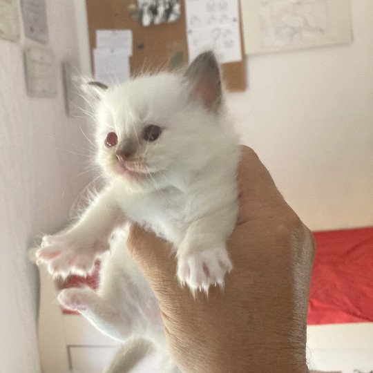 chaton Ragdoll ATCHOUM Chatterie du Bois de Larry  