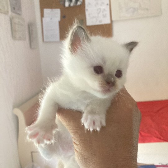 chaton Ragdoll ATCHOUM Chatterie du Bois de Larry  