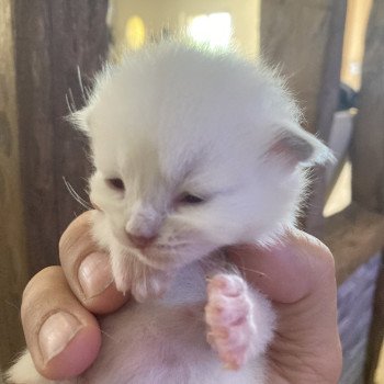 ATHOS du Bois de Larry Mâle Ragdoll