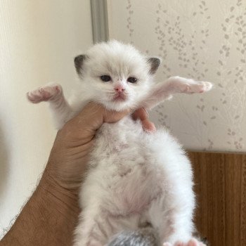 AURORE du Bois de Larry Femelle Ragdoll