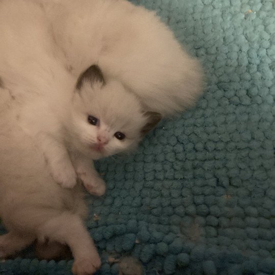 chaton Ragdoll blue bicolor AURORE Chatterie du Bois de Larry blue bicolor