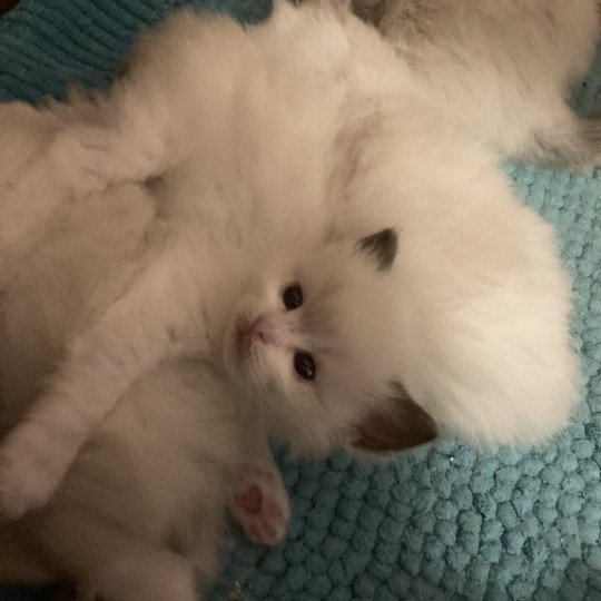chaton Ragdoll blue bicolor AURORE Chatterie du Bois de Larry blue bicolor