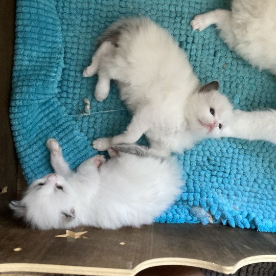 chaton Ragdoll blue bicolor AURORE Chatterie du Bois de Larry blue bicolor