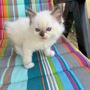 BIBY du Bois de Larry Mâle Ragdoll