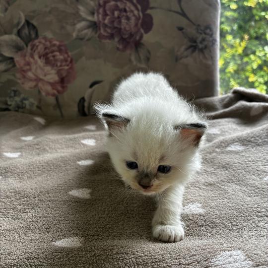 chaton Ragdoll BISCUIT Chatterie du Bois de Larry  