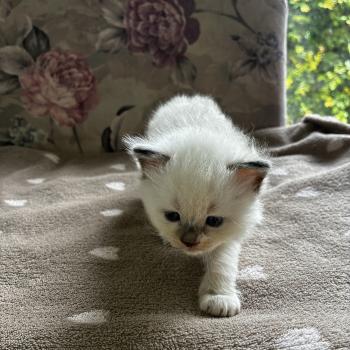 BISCUIT du Bois de Larry Mâle Ragdoll