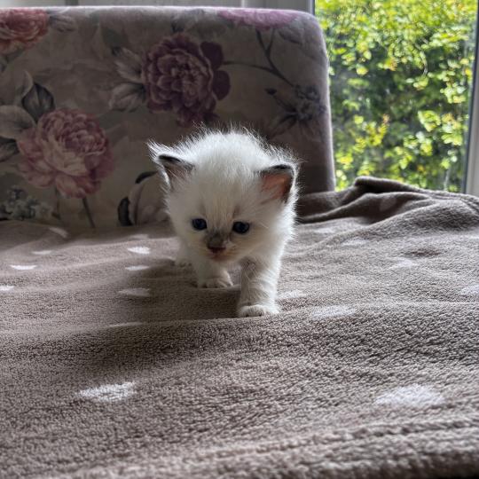 chaton Ragdoll BISCUIT Chatterie du Bois de Larry  