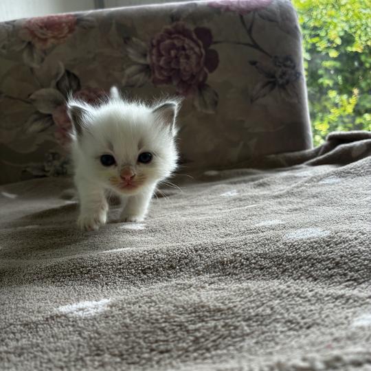 chaton Ragdoll BROWNIE Chatterie du Bois de Larry  