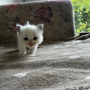 BROWNIE du Bois de Larry Mâle Ragdoll