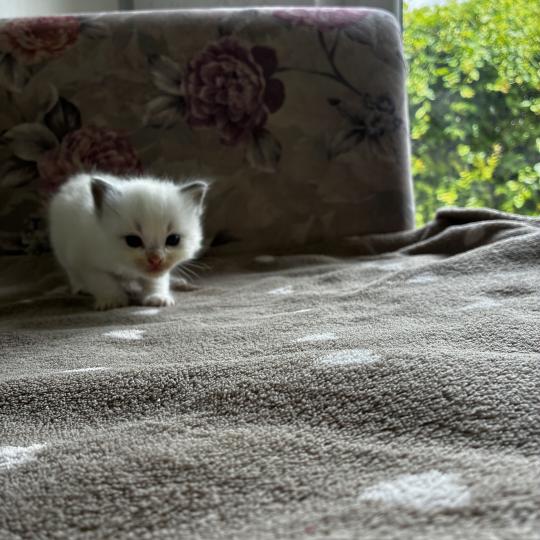 chaton Ragdoll BROWNIE Chatterie du Bois de Larry  