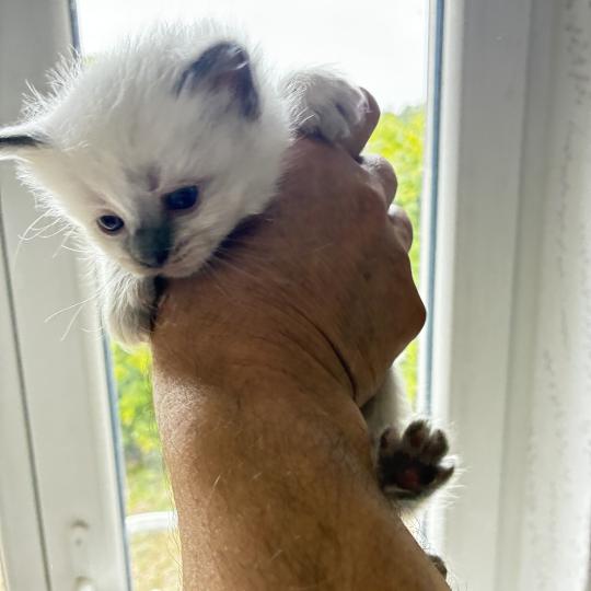 chaton Ragdoll BUG BUNNY Chatterie du Bois de Larry blue point