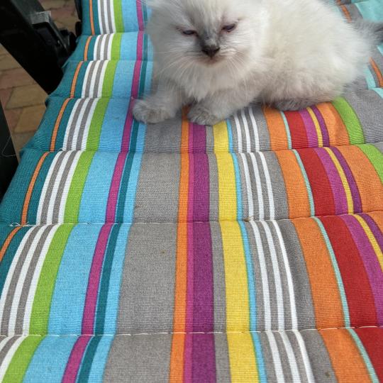 chaton Ragdoll blue point BUG BUNNY Chatterie du Bois de Larry blue point