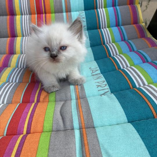 chaton Ragdoll blue point BUG BUNNY Chatterie du Bois de Larry blue point