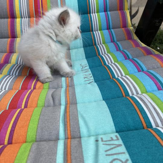 chaton Ragdoll blue point BUG BUNNY Chatterie du Bois de Larry blue point
