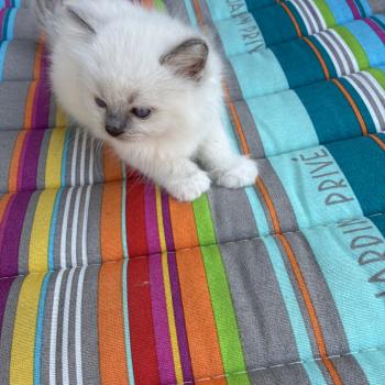 BUGGY du Bois de Larry Mâle Ragdoll