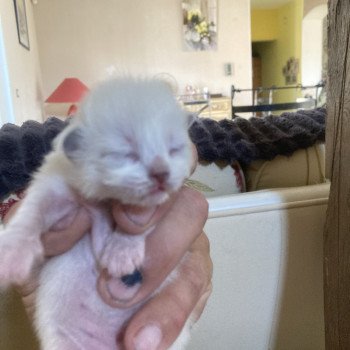 ALADIN du Bois de Larry Mâle Ragdoll