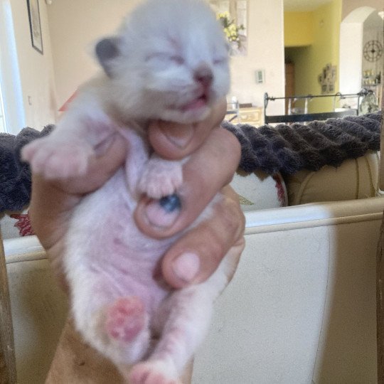 chaton Ragdoll ALADIN Chatterie du Bois de Larry  