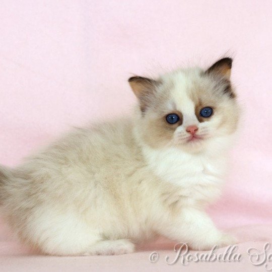 chat Ragdoll seal point bicolor SAPHIR chatterie du bois de larry cinnamon tortie bicolor