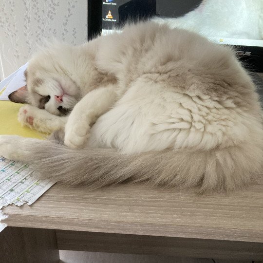chat Ragdoll seal point bicolor SAPHIR chatterie du bois de larry cinnamon tortie bicolor