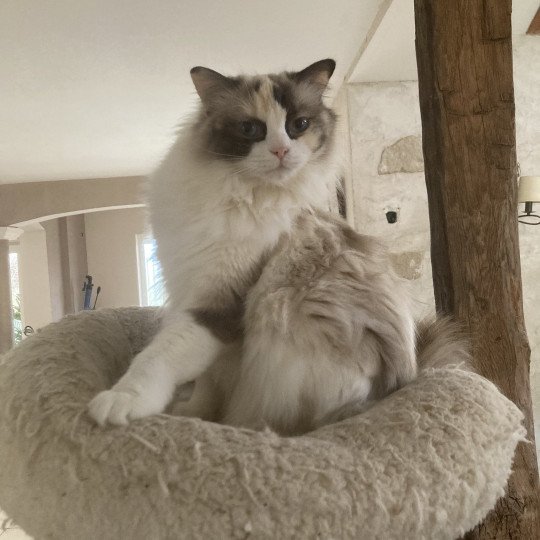 chat Ragdoll bicolor Saphir Chatterie du Bois de Larry cinnamon tortie bicolor