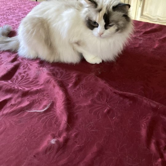 chat Ragdoll bicolor Saphir Chatterie du Bois de Larry cinnamon tortie bicolor