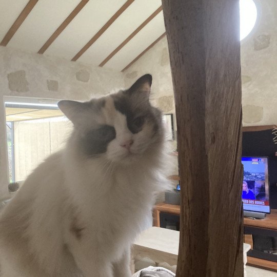 chat Ragdoll bicolor Saphir Chatterie du Bois de Larry cinnamon tortie bicolor